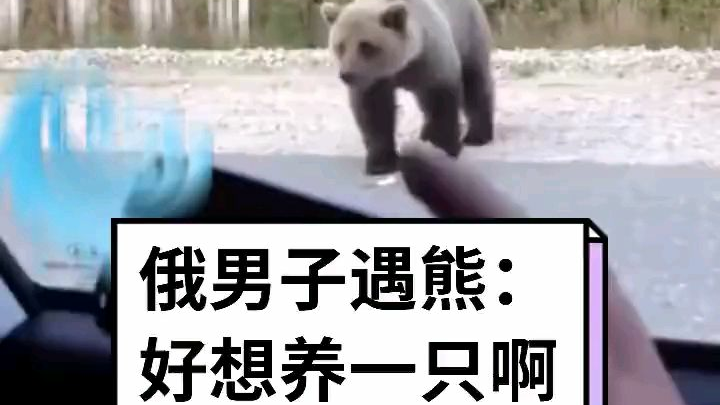俄罗斯日常:街边喂熊。
